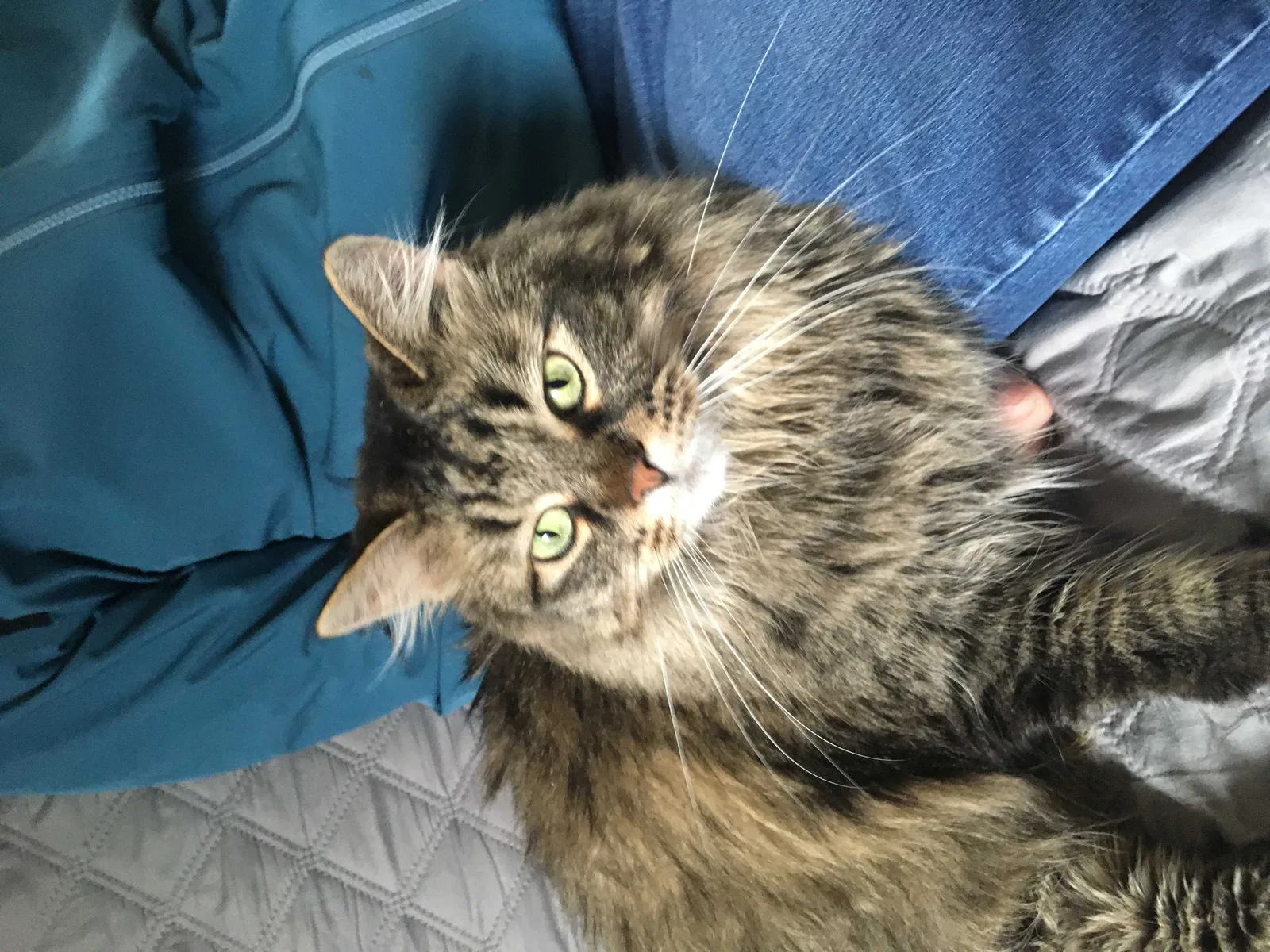 Lost cat in Janesville, WI, 53545