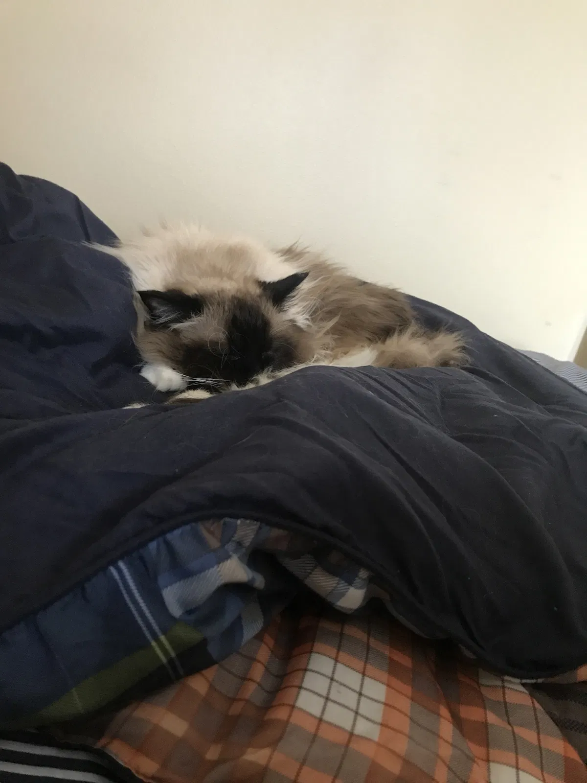 Lost cat in Urbandale, IA, 50323