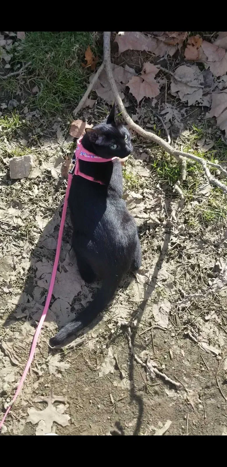 Lost cat in Athens, OH, 45701
