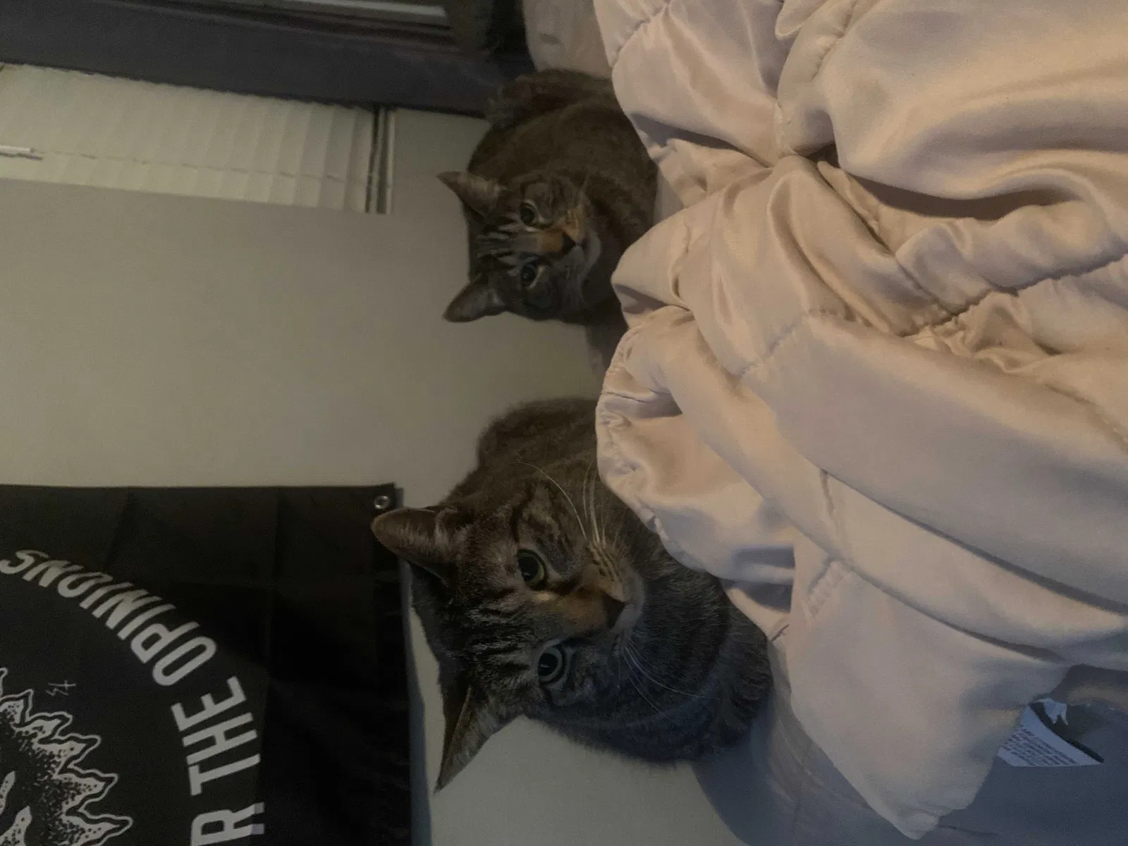 Lost cat in Highland, CA, 92346