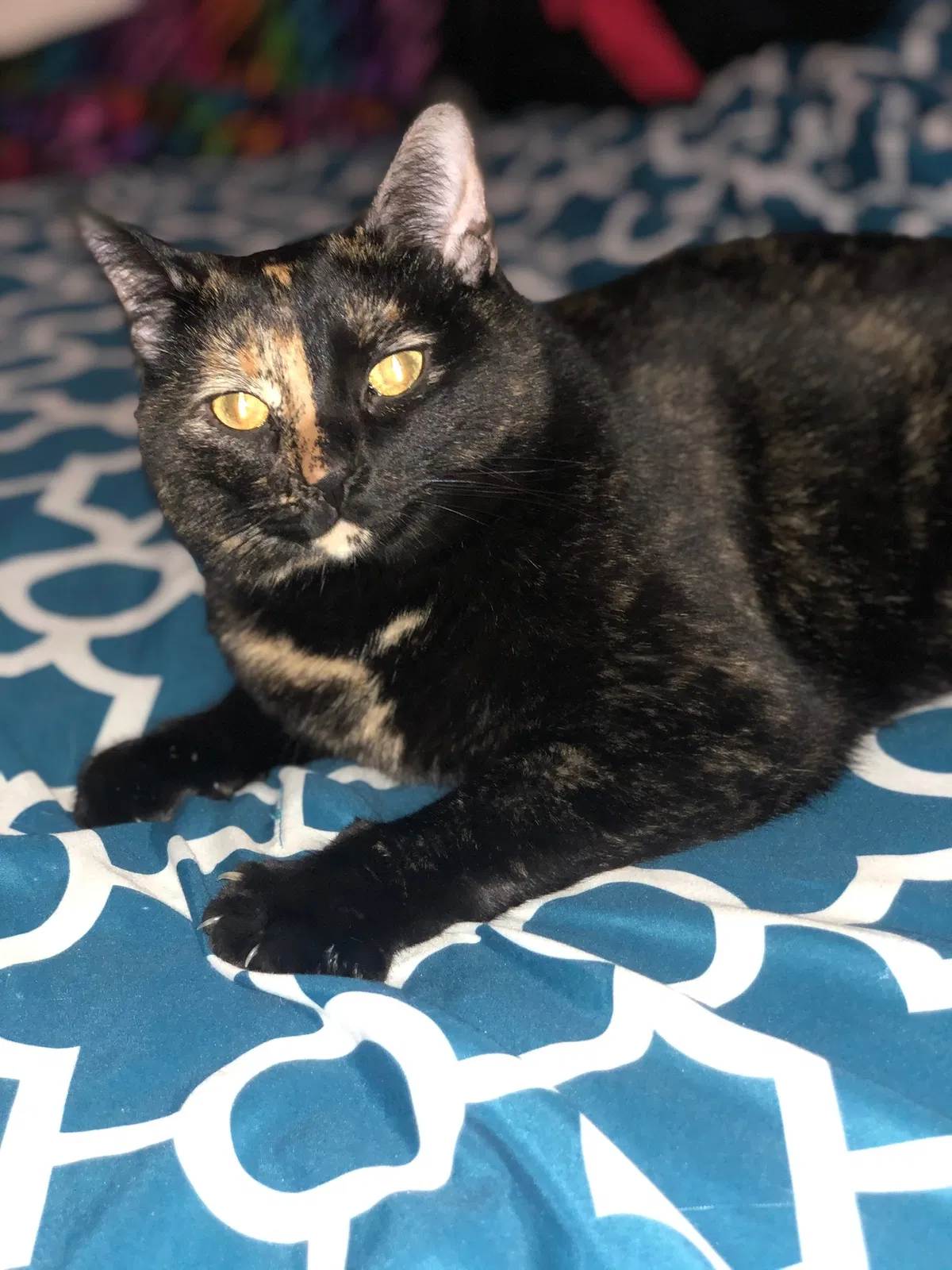 Lost cat in Palm Harbor, FL, 34683