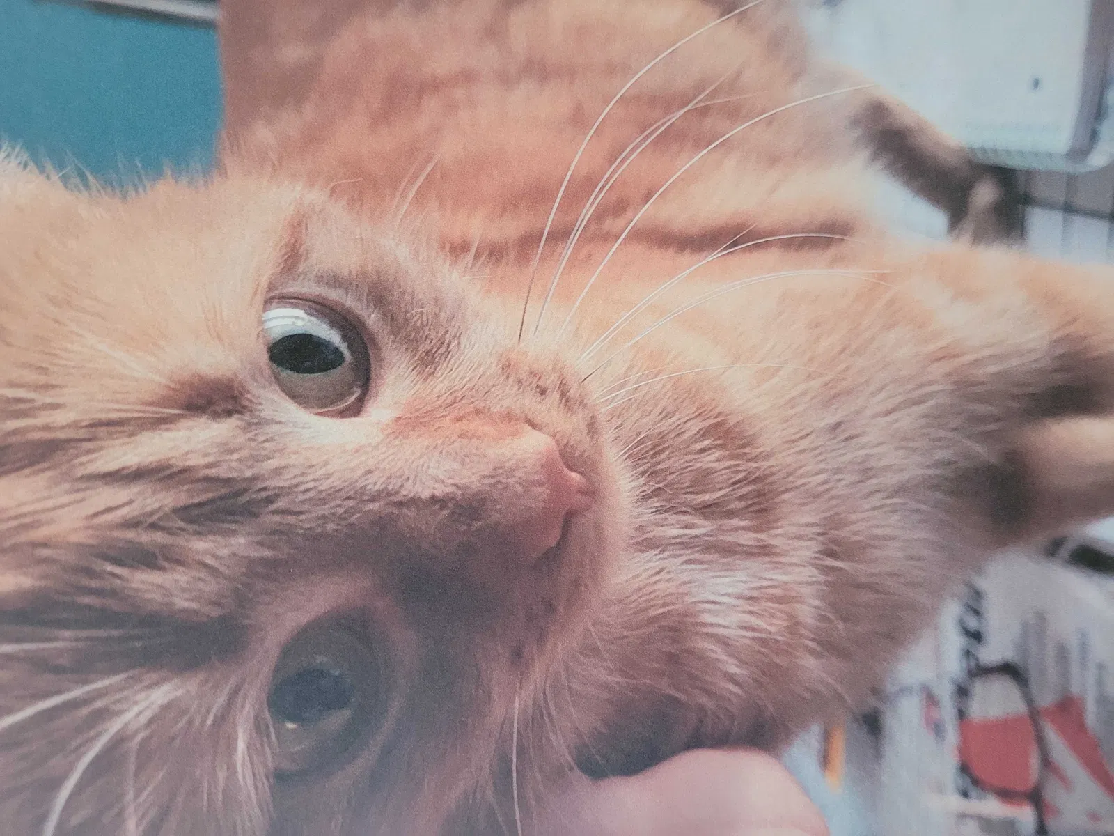 Lost cat in Toledo, OH, 43605