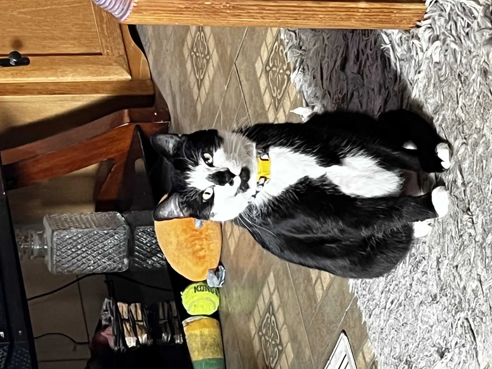 Lost cat in El Paso, TX, 79927
