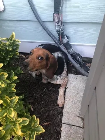 Found dog in Charleston, SC, 29492