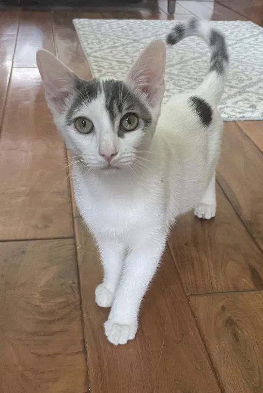 Lost cat in Laguna Hills, CA, 92653