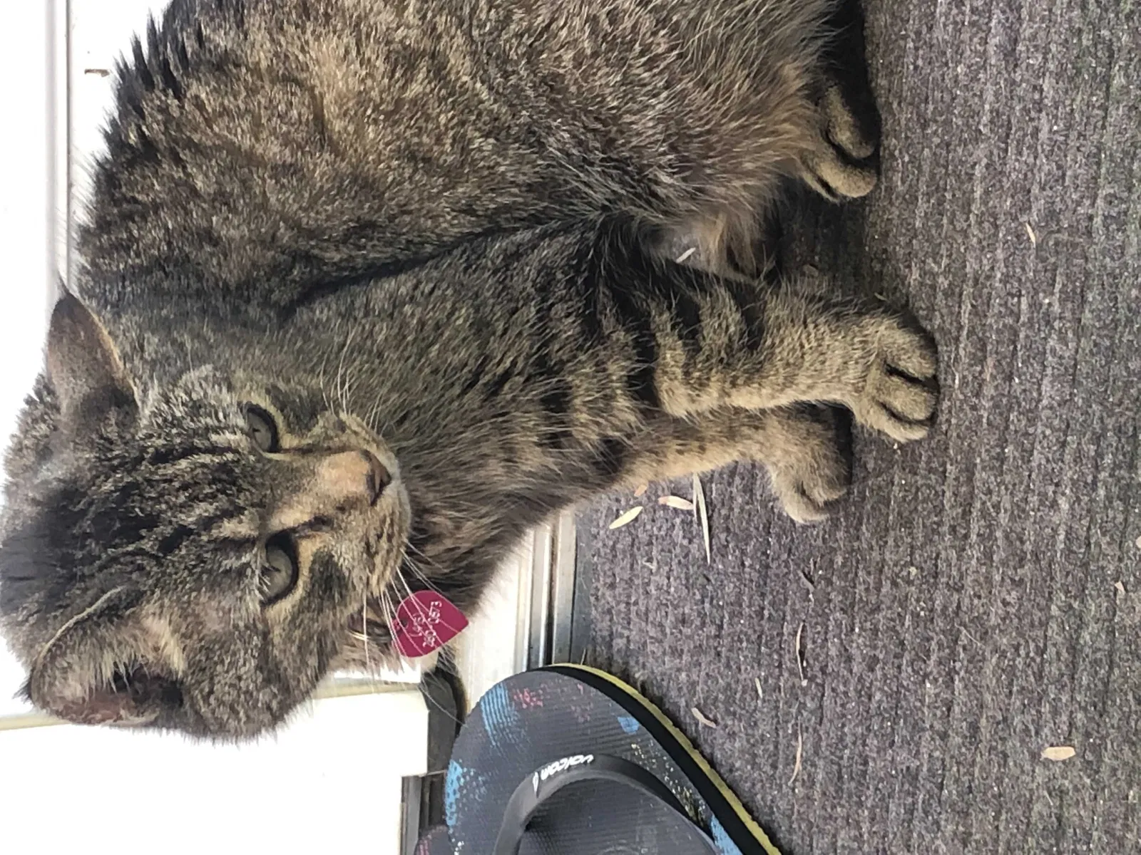 Lost cat in Santa Cruz, CA, 95062