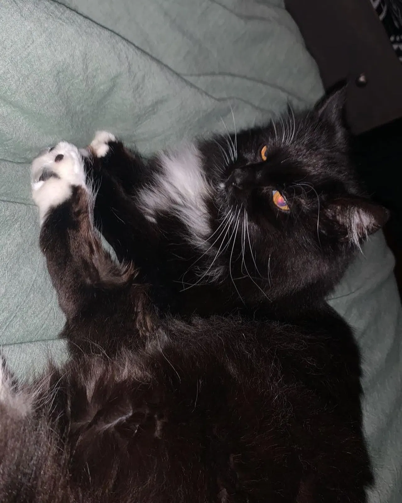 Lost cat in Meridian, ID, 83642