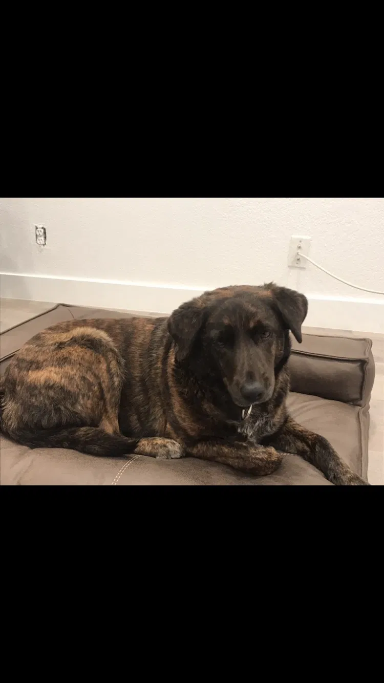 Lost dog in Henderson, NV, 89002