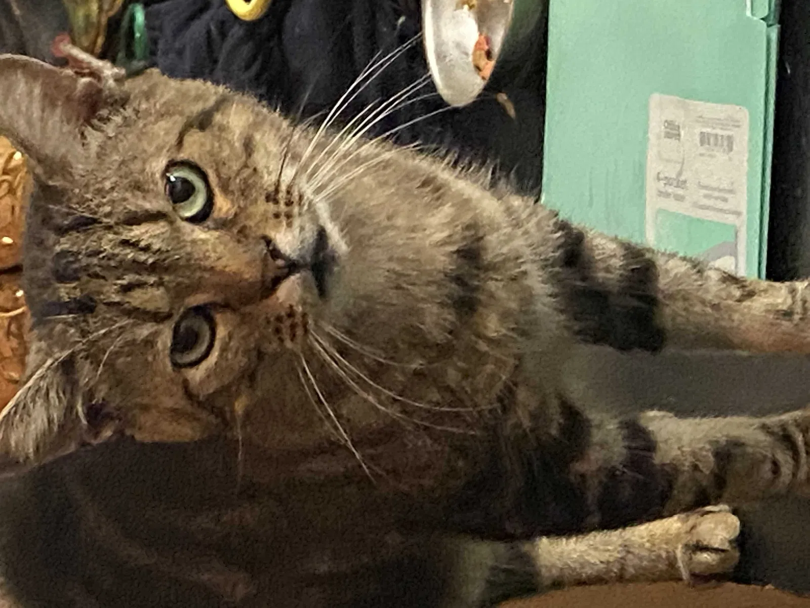 Lost cat in Chattanooga, TN, 37412