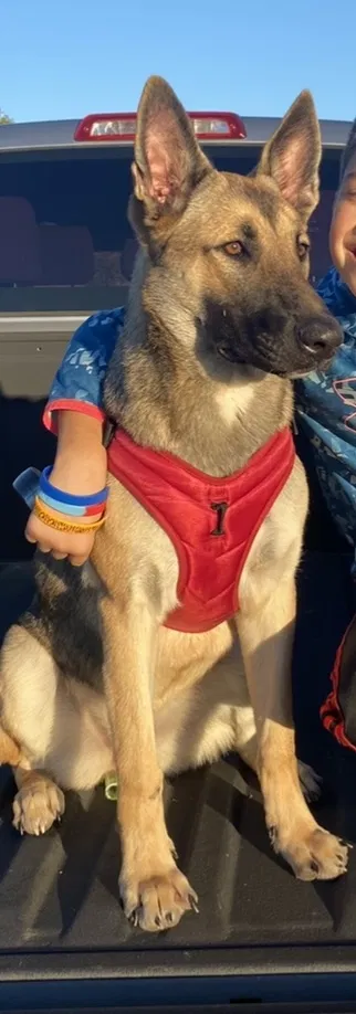 Lost dog in Springtown, TX, 76082