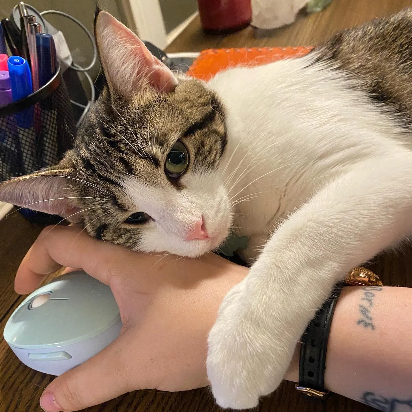 Lost cat in Laguna Hills, CA, 92653