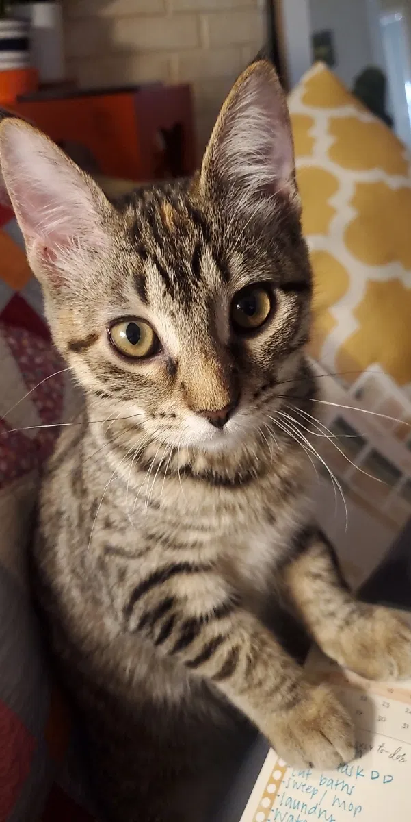 Lost cat in San Antonio, TX, 78240