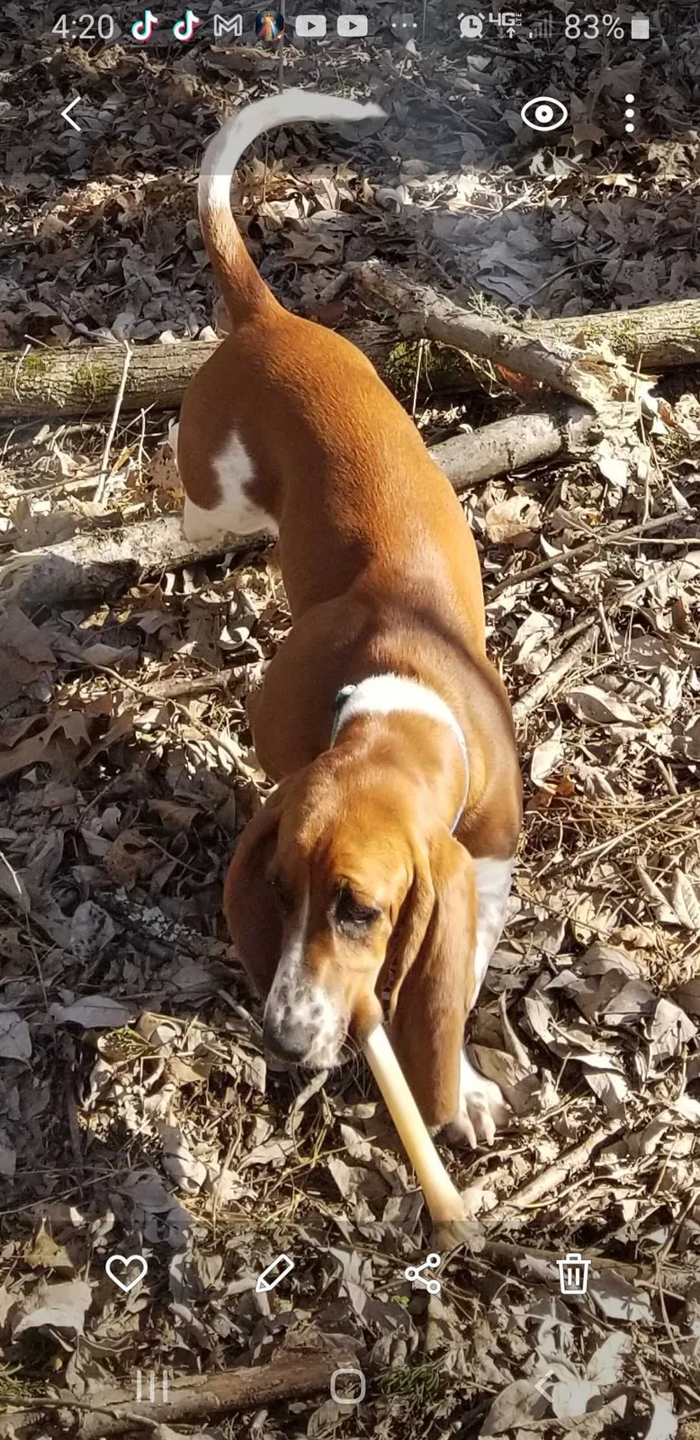 Lost dog in Clarksville, TN, 37040