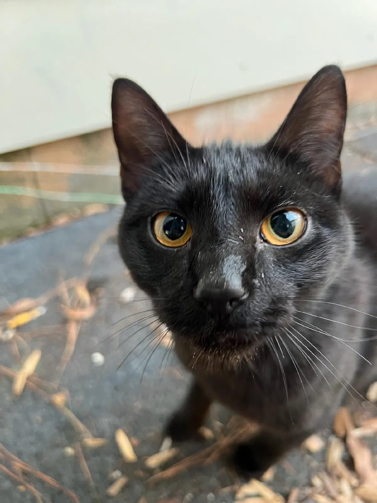 Found cat in Colonial Heights, VA, 23834