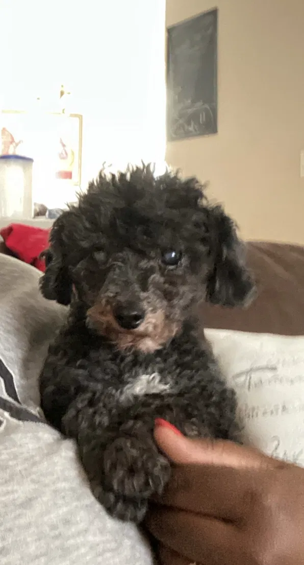 Lost dog in Cordova, TN, 38016