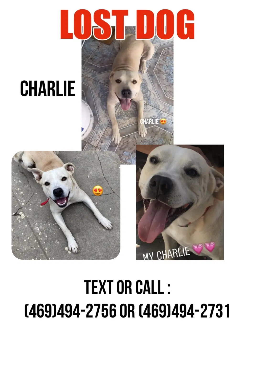 Lost dog in Compton, CA, 90221
