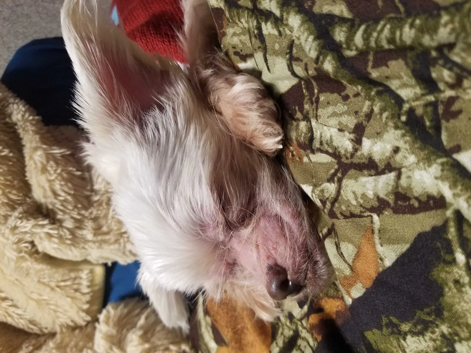 Lost dog in Hurst, TX, 76053