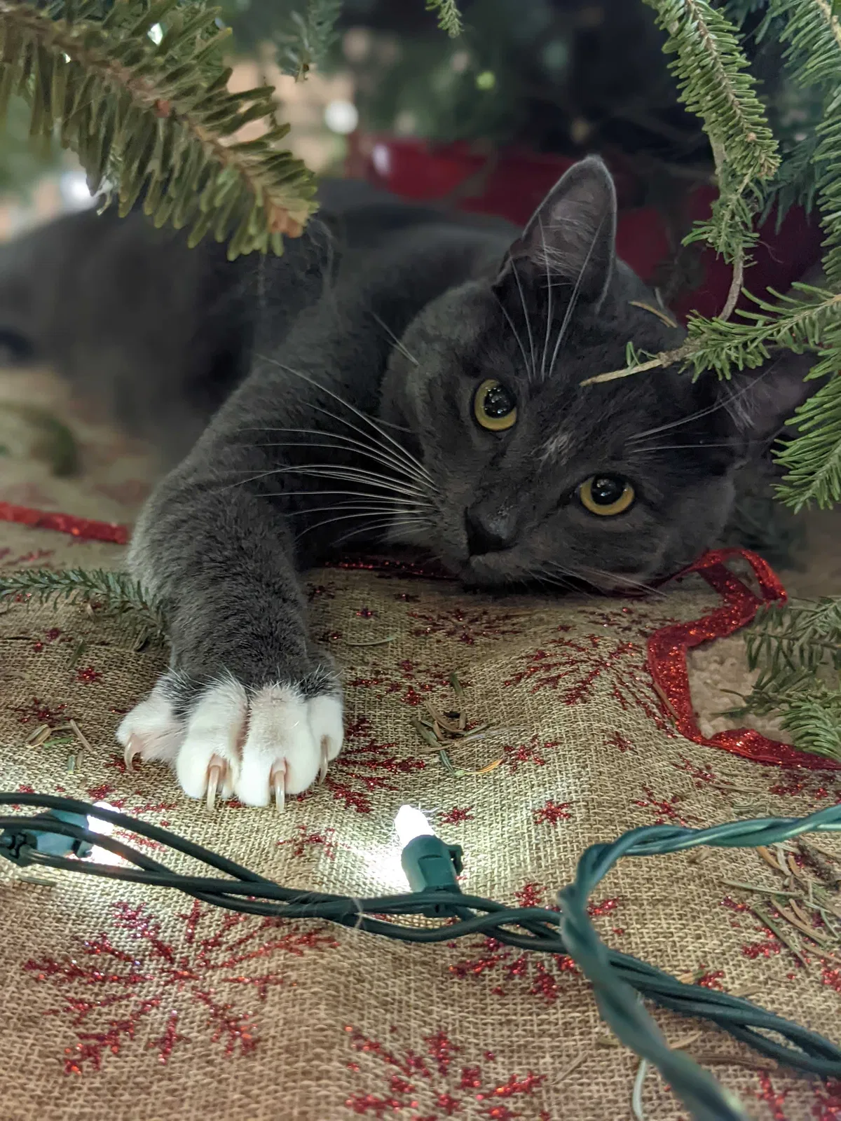 Lost cat in Asheville, NC, 28803