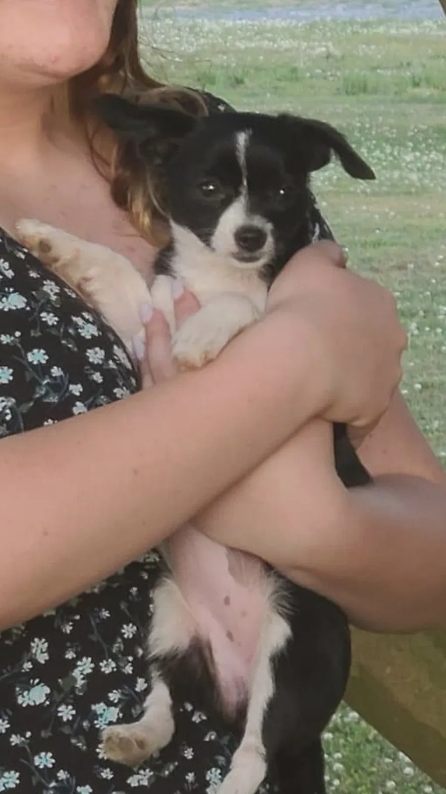 Lost dog in Monroe, NC, 28110
