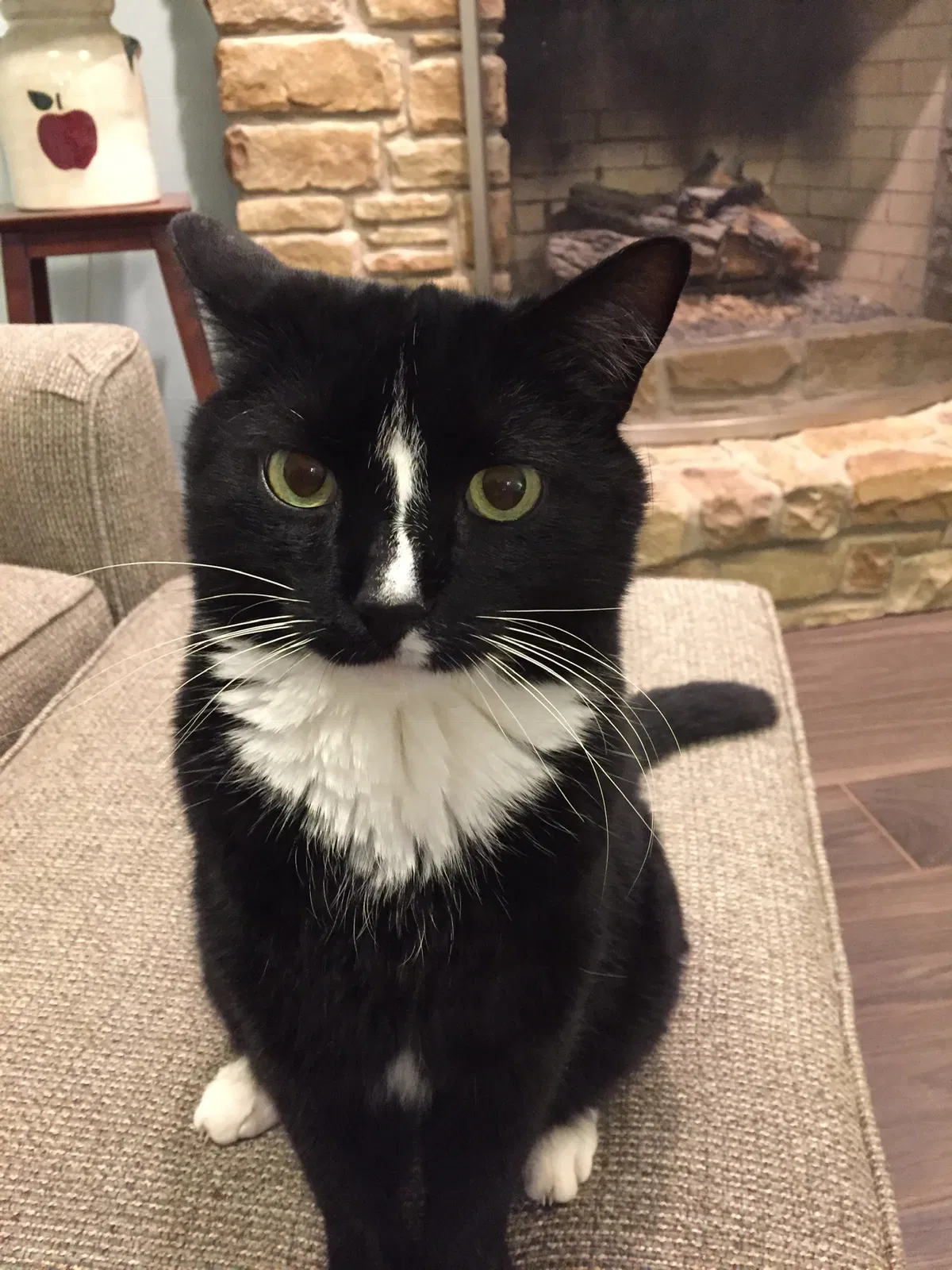 Lost cat in Clanton, AL, 35045