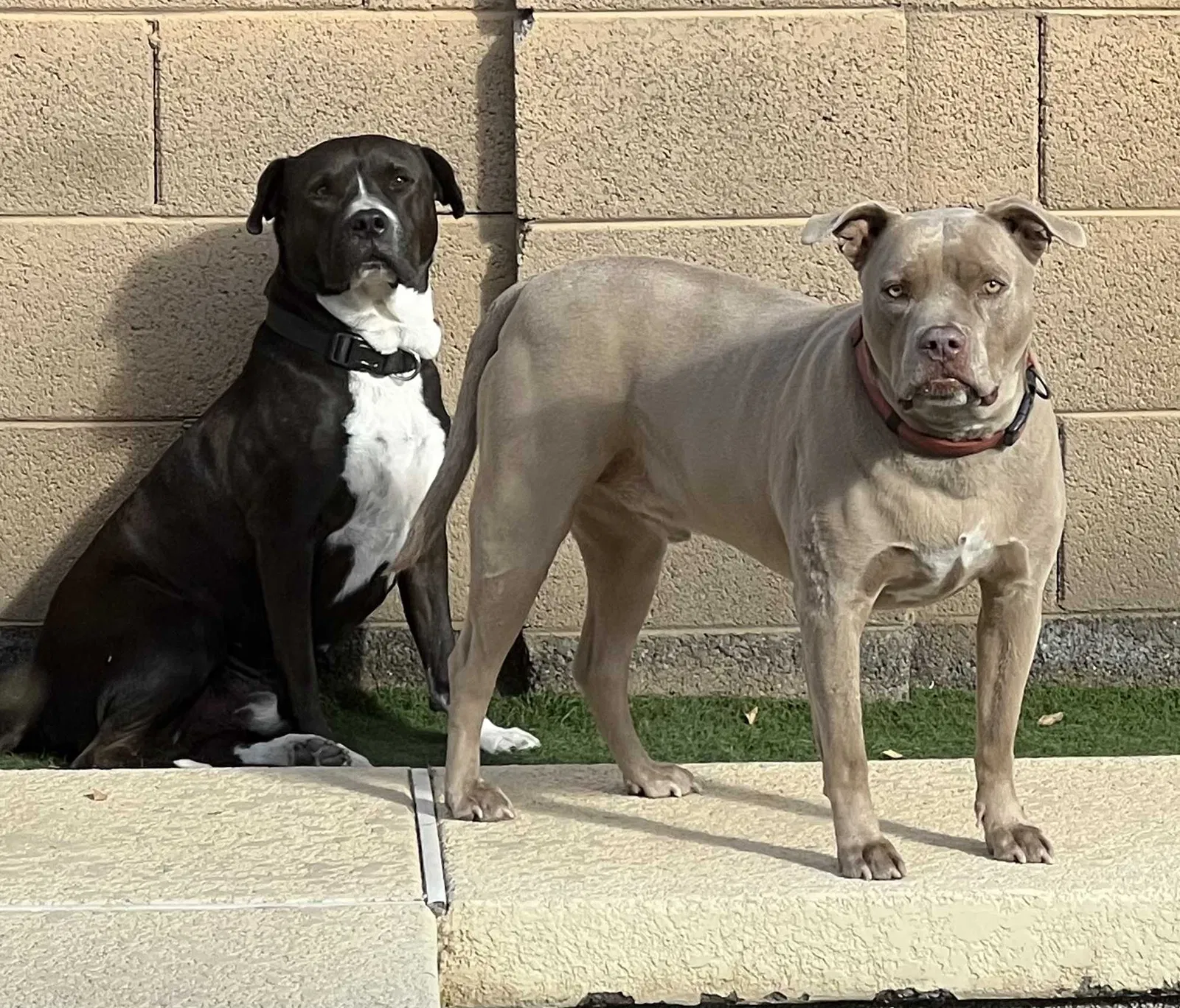 Lost dog in Phoenix, AZ, 85043