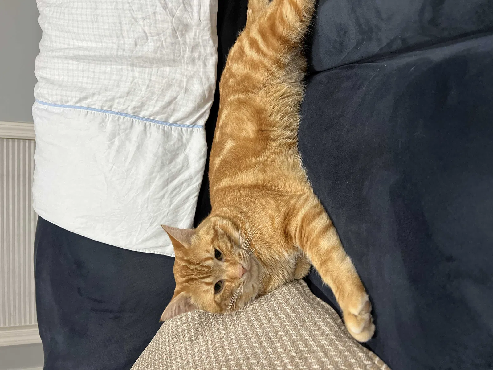 Lost cat in Liberty Lake, WA, 99019