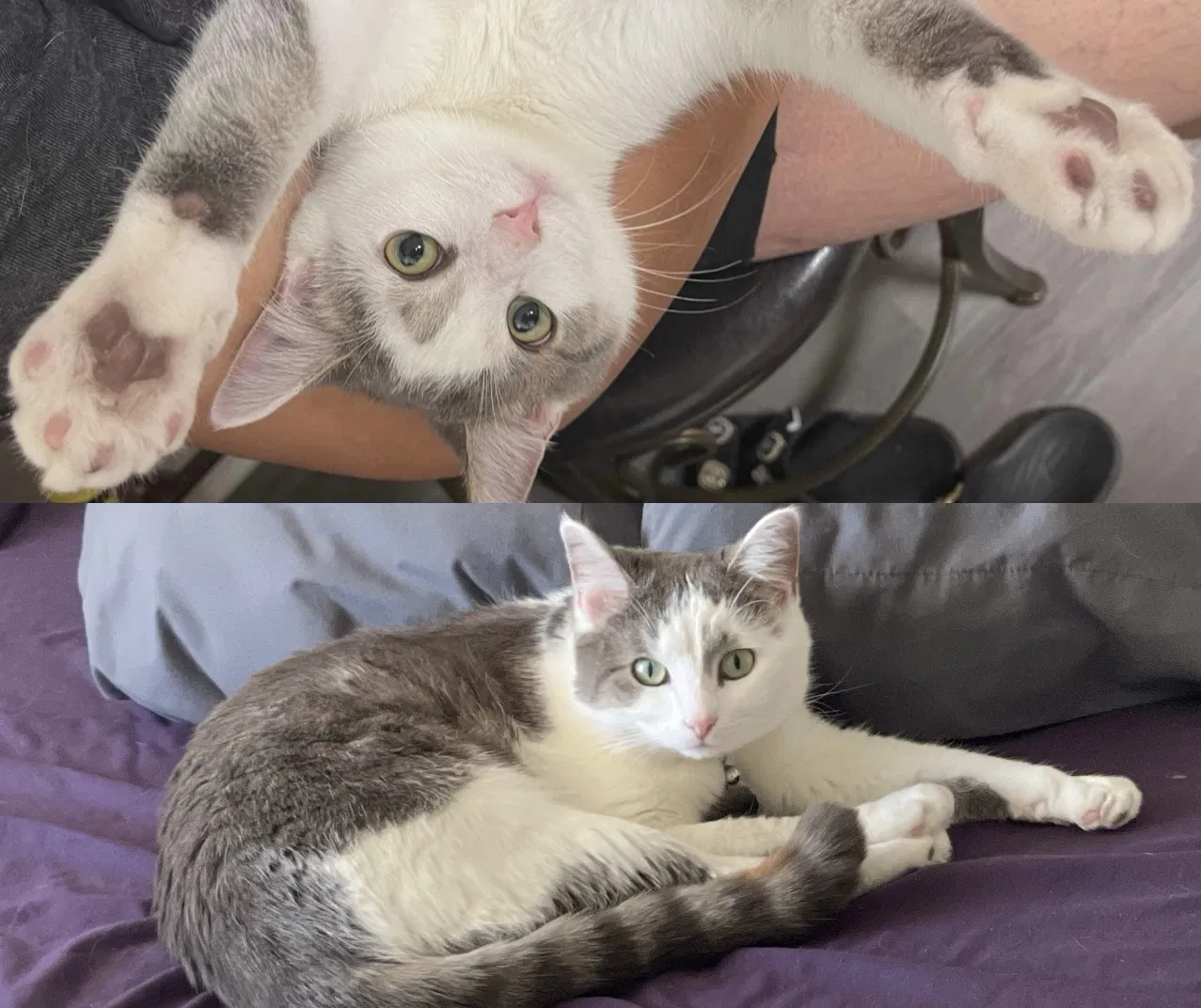 Lost cat in Gwynn Oak, MD, 21207