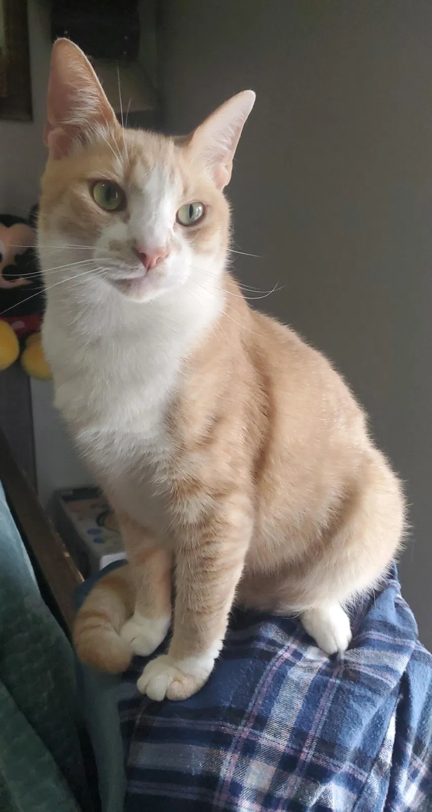 Lost cat in Dallas, TX, 75216