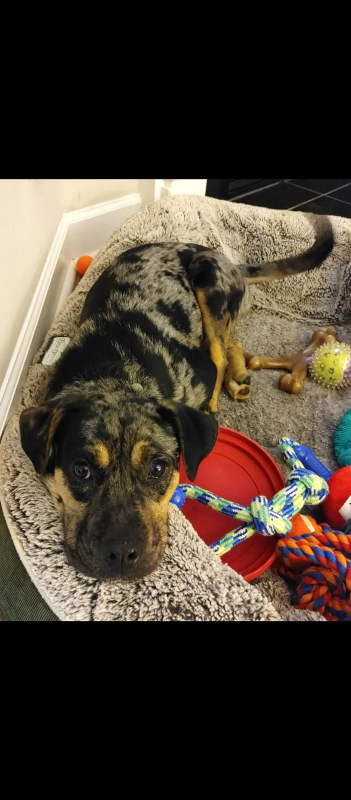 Lost dog in Mocksville, NC, 27028