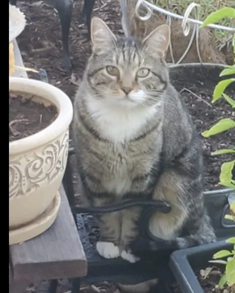 Lost cat in Wheat Ridge, CO, 80033