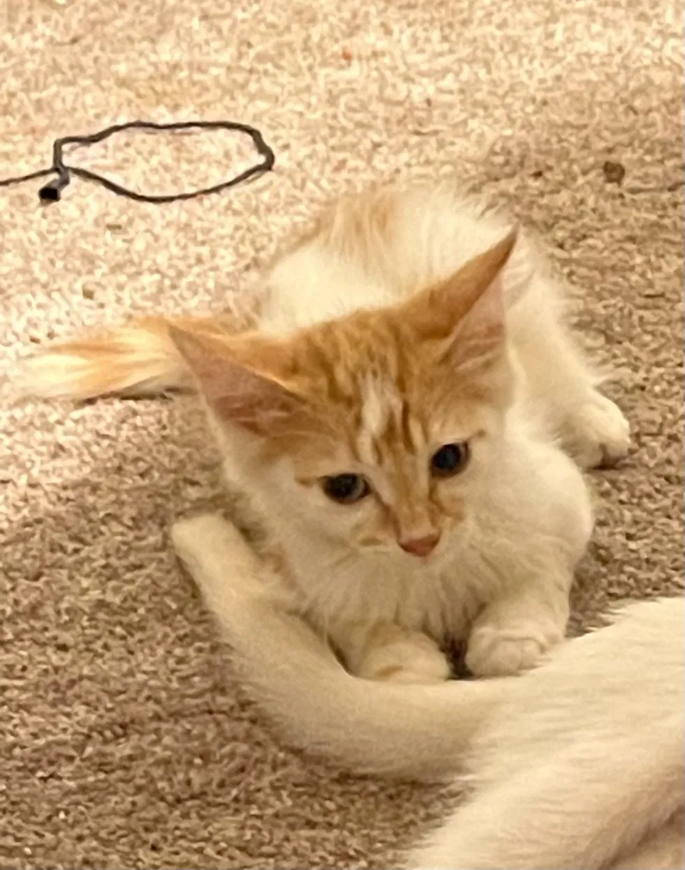 Lost cat in Boron, CA, 93516