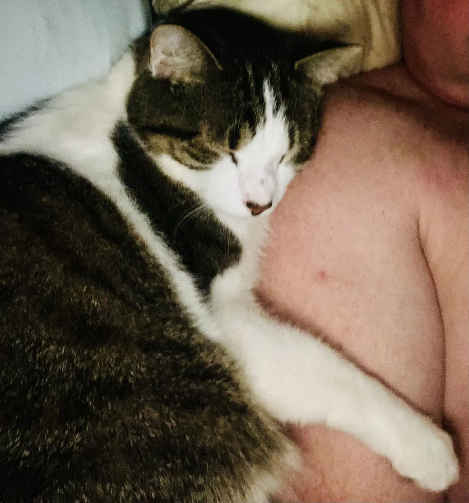 Lost cat in Bluemont, VA, 20135