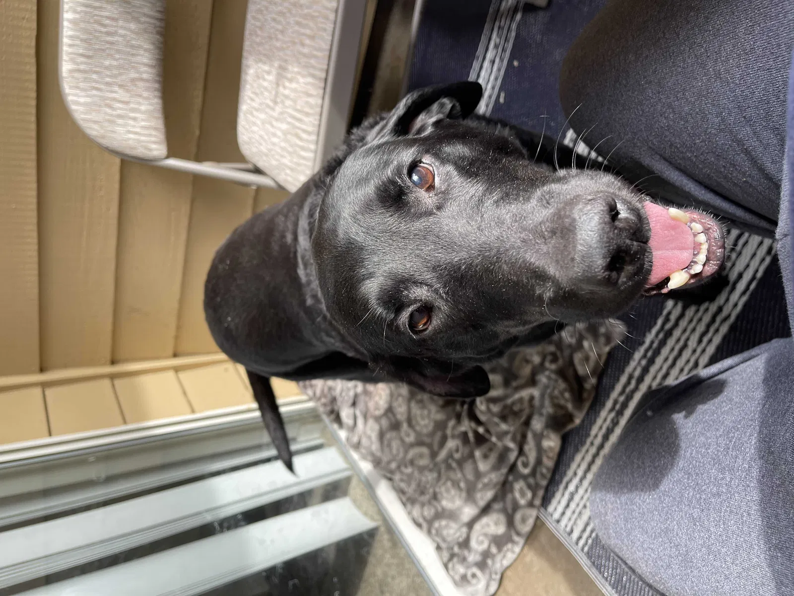 Lost dog in Lynnwood, WA, 98037
