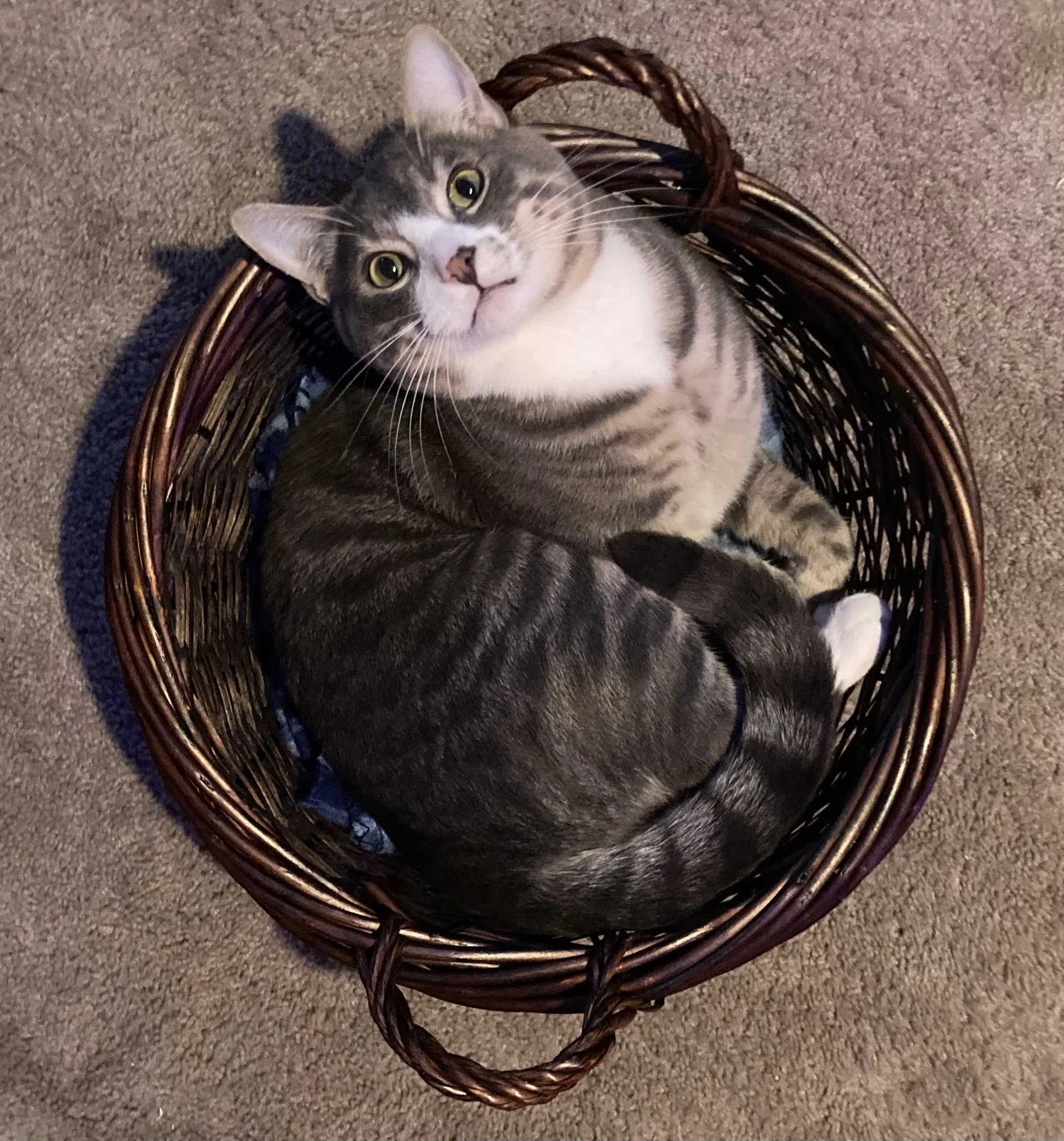 Lost cat in Kenmore, WA, 98028