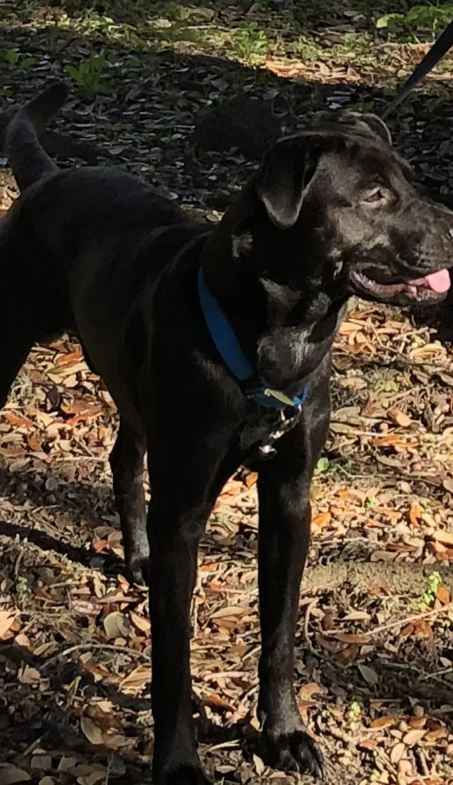 Lost dog in Glendale, AZ, 85301