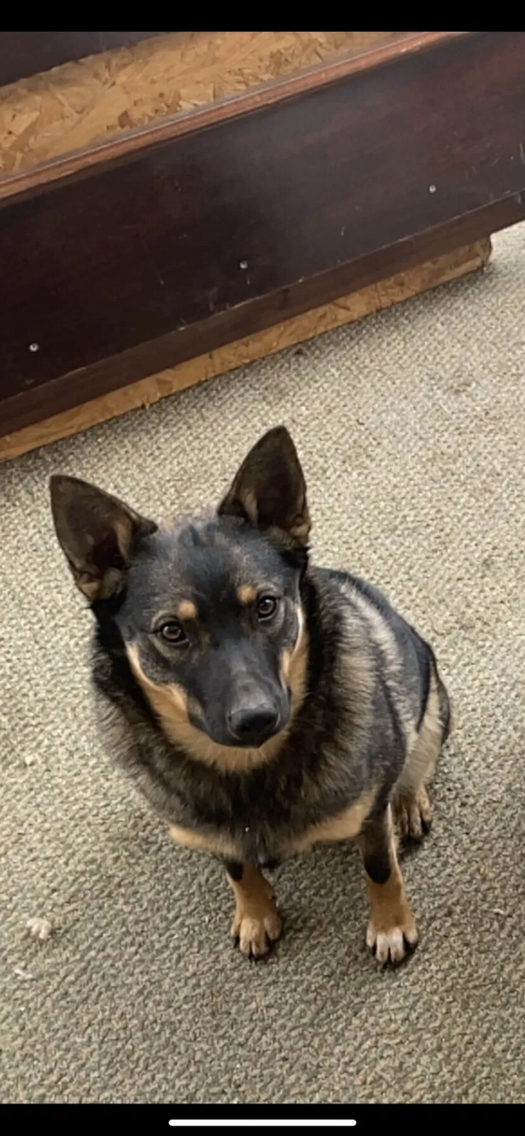 Lost dog in White Plains, MD, 20695