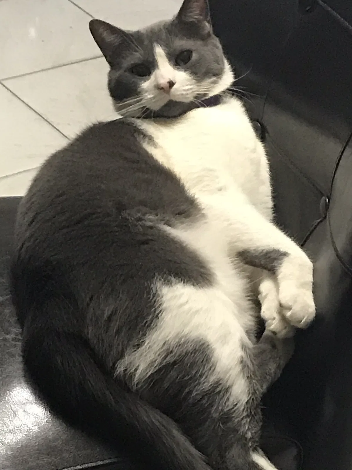 Lost cat in Hialeah, FL, 33010