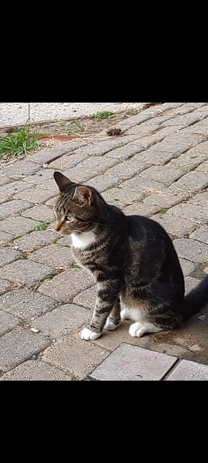 Lost cat in Summit, NJ, 7901