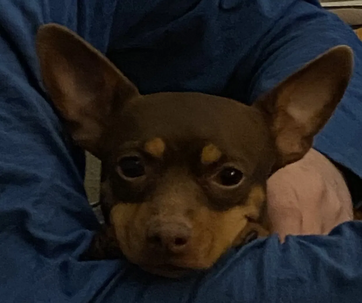 Lost dog in South Houston, TX, 77587