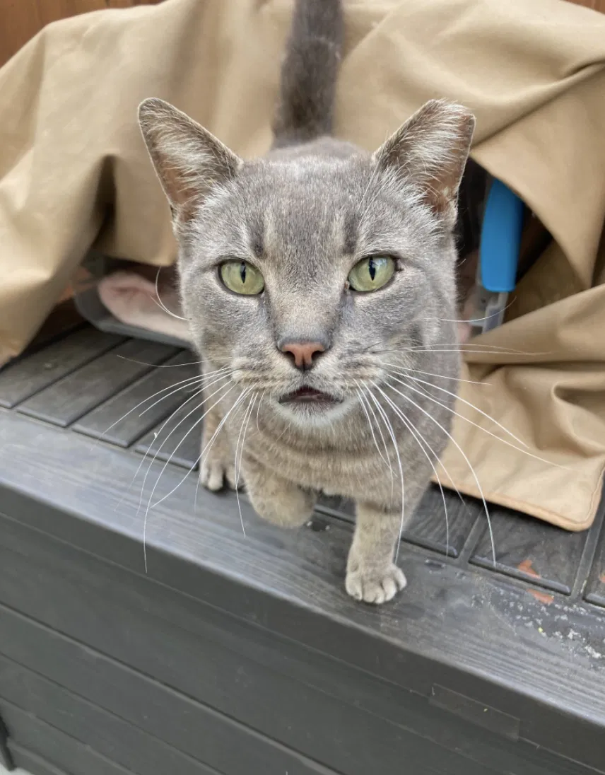 Lost cat in Jersey City, NJ, 7302