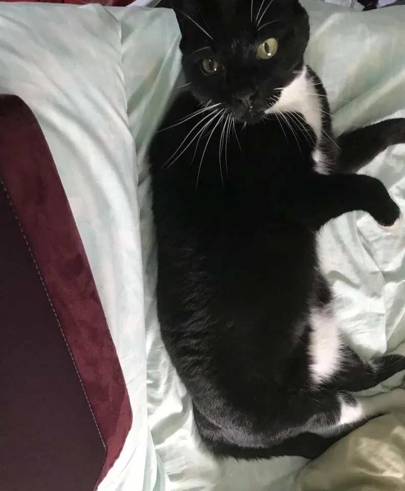 Lost cat in Clifton, NJ, 7013