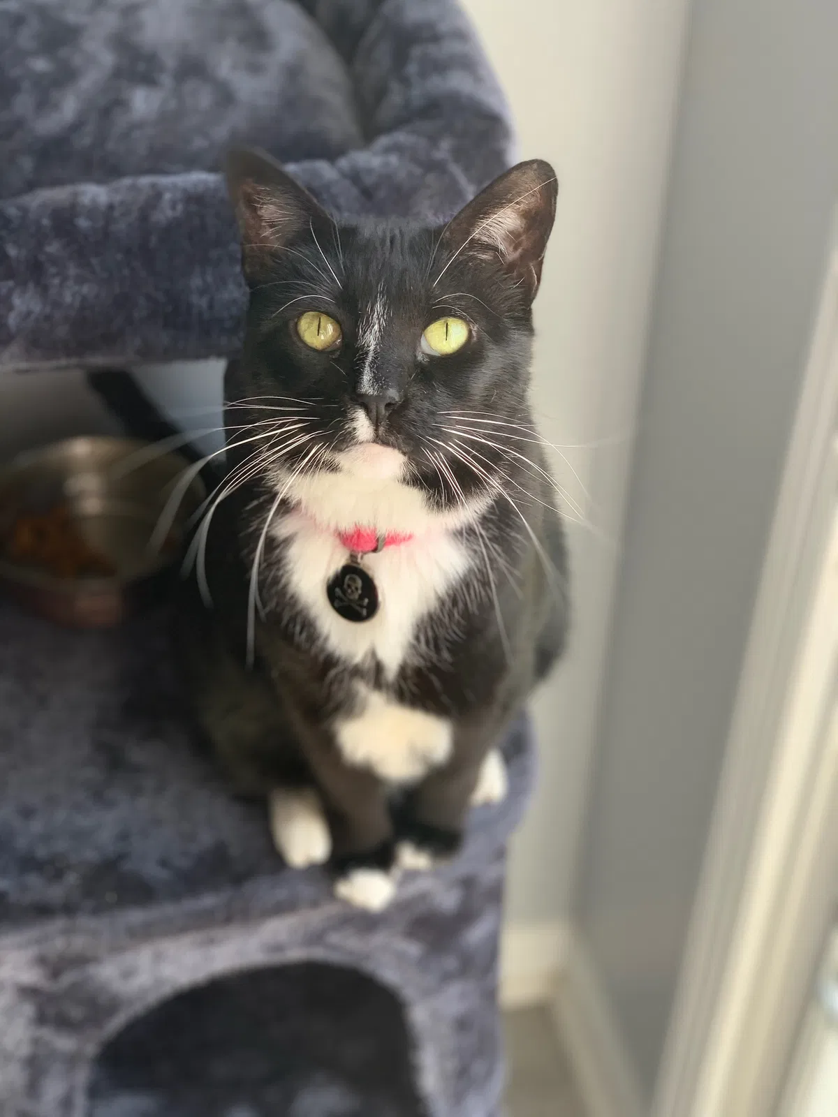 Lost cat in El Paso, TX, 79924