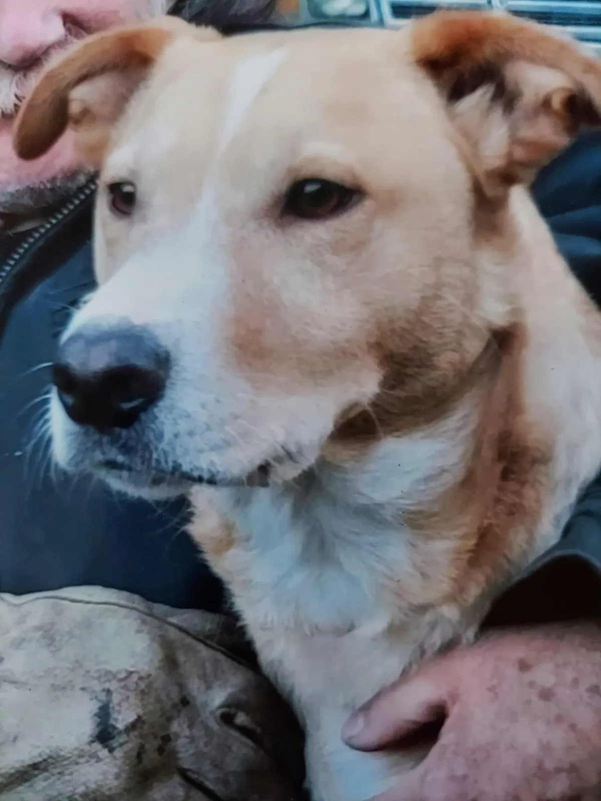 Lost dog in Duvall, WA, 98019