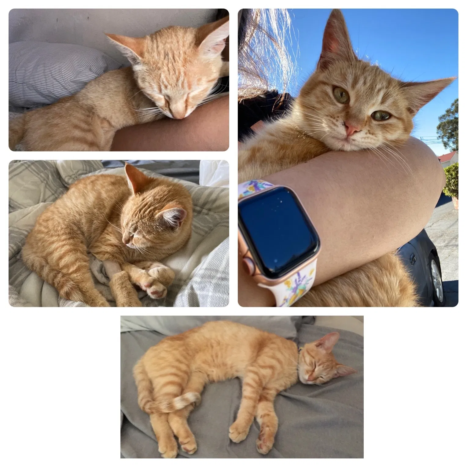 Lost cat in Hayward, CA, 94541