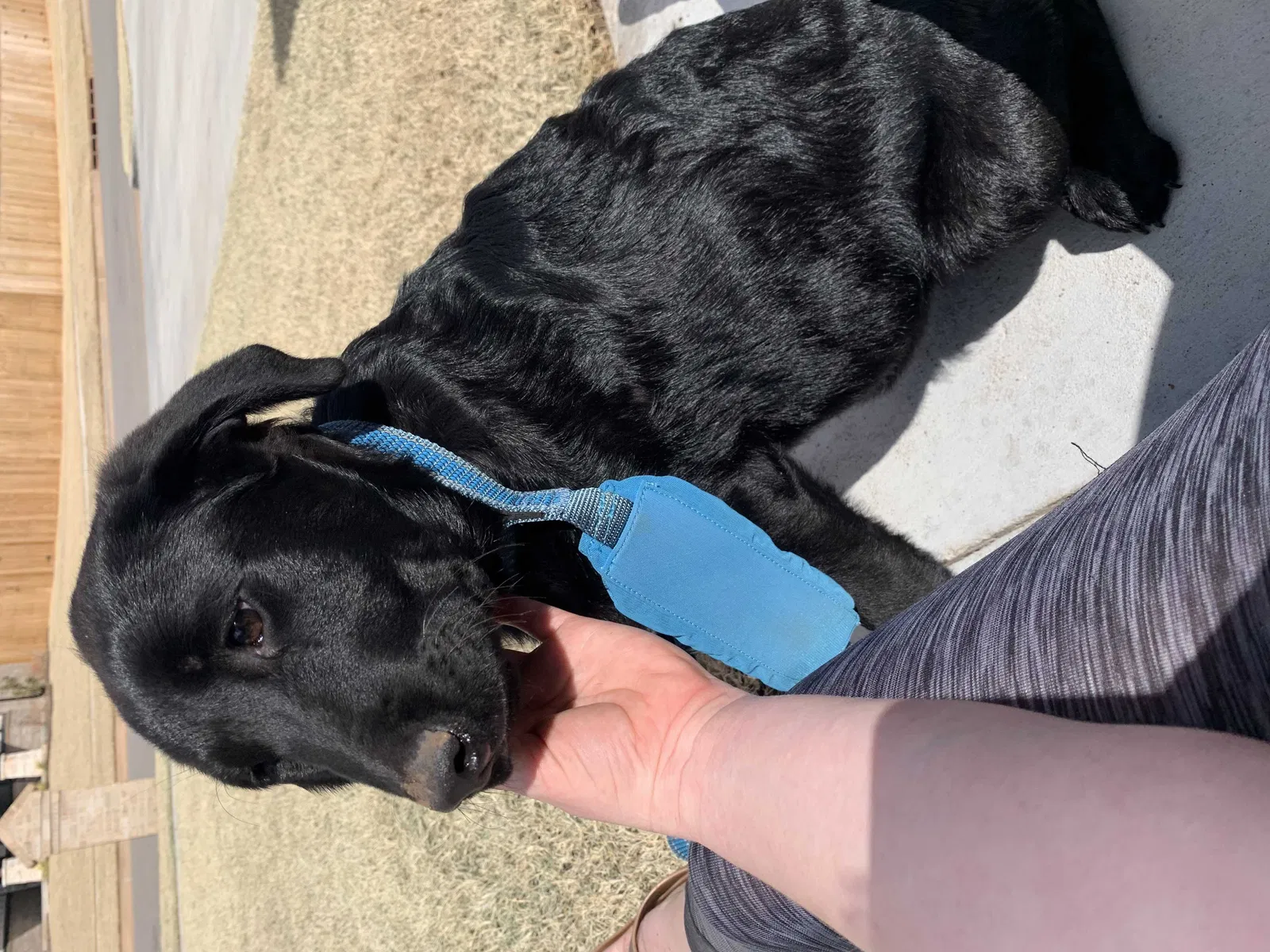 Found dog in Oklahoma City, OK, 73160