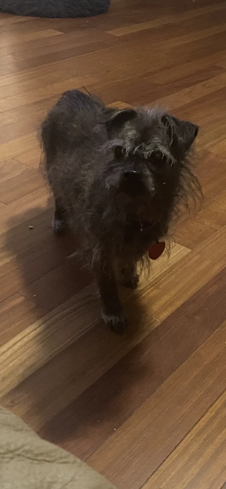 Lost dog in Wichita, KS, 67226