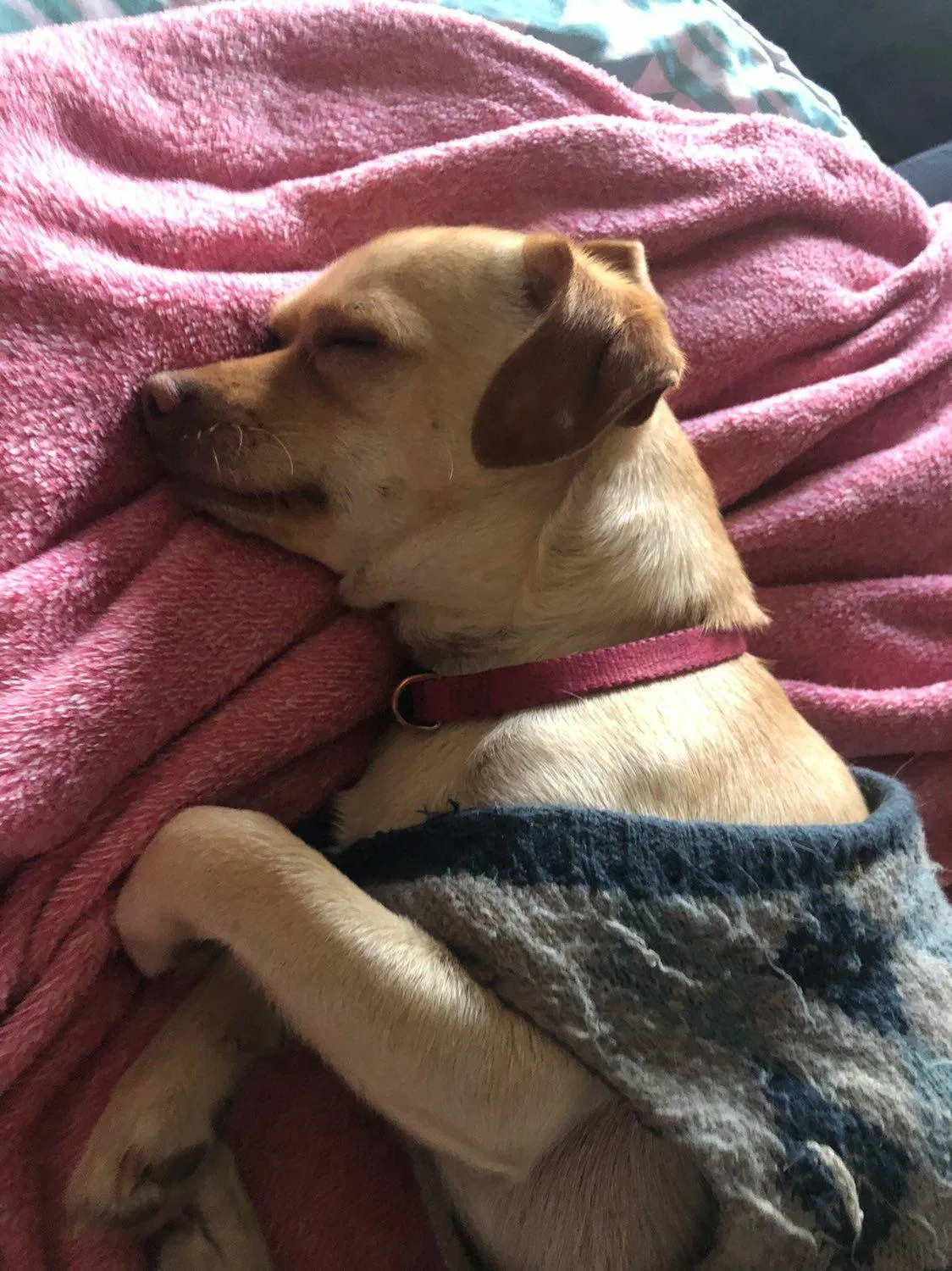 Lost dog in Albuquerque, NM, 87105