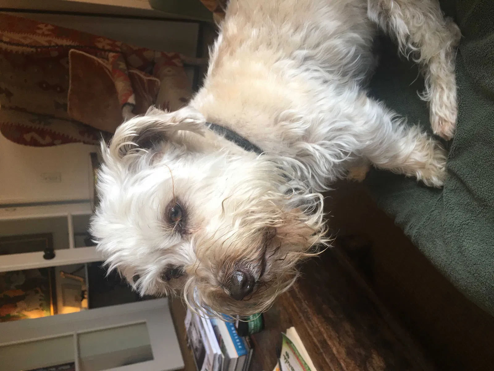 Lost dog in La Jolla, CA, 92037
