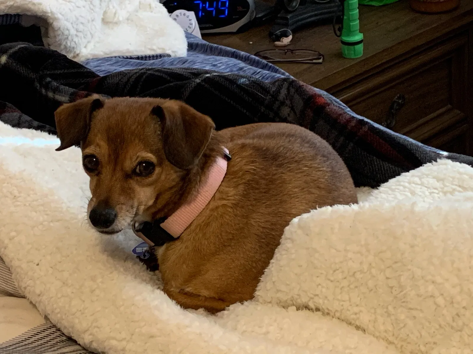 Lost dog in Albuquerque, NM, 87114