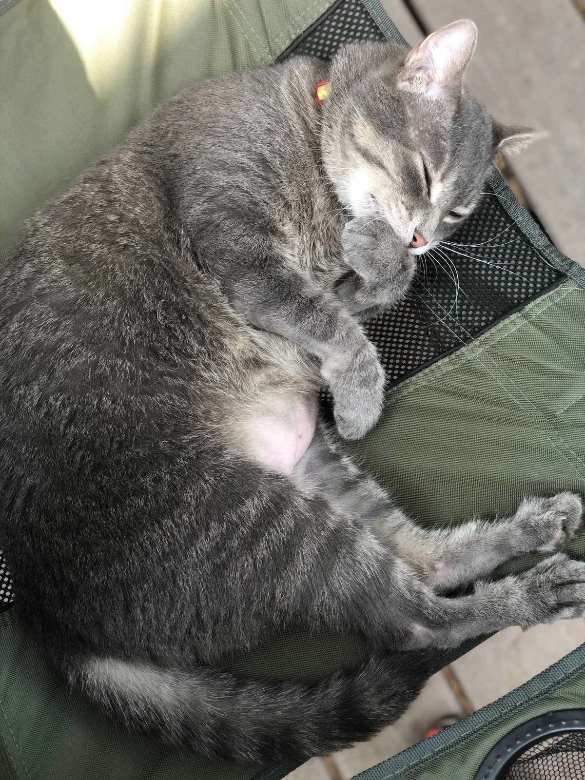 Lost cat in Overland Park, KS, 66210